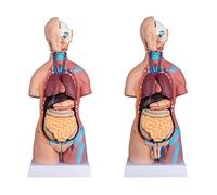 23 Partes Modelo de Torso del Cuerpo Humano 45Cm Modelo de AnatomíaPartes Extraíbles con Corazón Visceral Cerebro Esquel