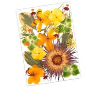 25 piezas de flores prensadas para manualidades, suministros de adornos para marcapáginas hechos a mano, joyería, álbumes de recortes, flores artificiales decorativas