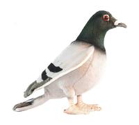 29 cm L Hansa Pigeon realista hecho a mano suave animal de peluche de juguete re