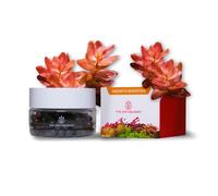 2Hr Aquarist Abono Plantas Acuario APT J/Jazz Tabs (54 Tabs)