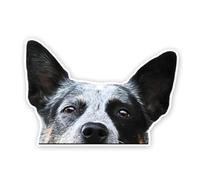 2pcs Peeking Australian Cattle Dog Decal 15x10,5 cm, Alert Working Dog Pegatinas para coche, RV, Toolbox, Notebook, Ranch Lover Regalo |# DK317