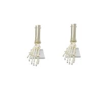 2X Esqueleto Humano 1:1 Modelo de Anatomía del Pie, Pie Y Tobillo Con Vástago Modelo Anatómico Recursos de Enseñanza de Anatomía