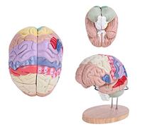 2X Modelo anatómico del Cerebro Humano de tamaño Real 4 Partes para neurociencia Nervio de la Corteza Cerebral con Model