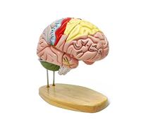 2X Modelo de Cerebro Humano de tamaño Real para la enseñanza de la neurociencia 4 Partes con Etiquetas 9 Colores para ID