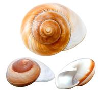 3 conchas naturales grandes de cangrejo ermitaño, conchas de caracol para magdalenas, caracoles de 2.7 a 3.5 pulgadas, apertura de 1 a 1.5 pulgadas, accesorios de hábitat de cangrejo ermitaño,