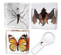 3 especímenes de resina de insectos reales, mariposas, murciélagos, arañas, especímenes artificiales de resina de ámbar para el aula de educación científica con lupa (3)