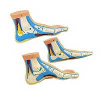3 modelos portátiles de PVC con forma de pie para entrenamiento clínico, orientación de rehabilitación y estudio del personal de atención médica, modelo anatómico de aprendizaje