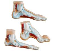 3 modelos portátiles de PVC con forma de pie para entrenamiento clínico, orientación de rehabilitación y estudio del personal de atención médica, modelo de enseñanza clínica