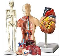 3 PCS Human Heart Torso y modelos de esqueleto - Kit de aprendizaje para niños Herramienta de estudio modelo 3D para anatomía y fisiología Guía anatómica