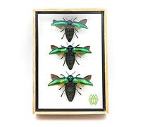 3 piezas Auténticos Escarabajos Joya (Sternocera Aeguisignata) alas abiertas Montajes de insectos Animales taxidermia en un elegante marco de madera 3D / marco de objetos hechos a mano