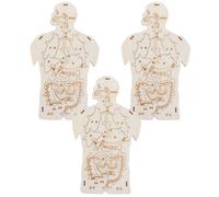 3 Piezas Madera Cuerpo Anatomía
