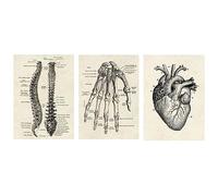 3 Piezas Póster Anatomía, Decoración Pared Estilo Vintage Ilustración Corazón, Palmas y Columna Vertebral, Colección Láminas con Collage Estético Decoración Interiores(Sin Marco)