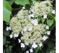 3 x Hortense - Hortensia Petiolaris | compra 3 / paga 2 - Maceta de 1.5 litro (Planta trepadora - Planta adulta) - Resistente a las heladas: excelente | ClematisOnline