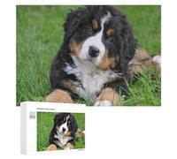 300 PCS Rompecabezas De Piezas para Adultos Adorable Bernese Mountain Dog Puppy in Grass Rompecabezas para Adultos Juguetes Antiestrés Análisis Y Lógica Desafiante De Completar 300 PCS