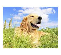 30x40cm Grande Diamond Painting Kit Completo Golden Retriever Pintura Diamante Punto de Cruz Kit Completo Diamond Painting Golden Retriever Cuadros Para Pintar por Numeros 30x40cm Z-4541
