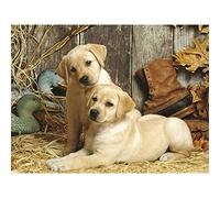 30x40cm Grande Diamond Painting Kit Completo Golden Retriever Pintura Diamante Punto de Cruz Kit Completo Diamond Painting Golden Retriever Cuadros Para Pintar por Numeros 30x40cm Z-4499