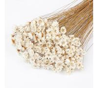 320 tallos de flores secas brasileñas pequeñas margaritas decorativas flores secas mini margaritas ramo de manzanilla para bricolaje hogar decoración de boda regalo (blanco)