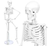 33.5''Adult Human Skeleton Model - 1/2 Life-Size Skeleton Model,3 Part Human Skull 206 Bones with Movable Arms, Legs & Display Metal Stand,for Medical Study and Teaching Display