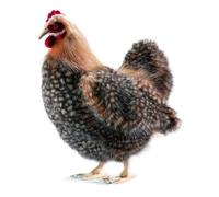 35 cm Hansa gallina realista adorable peluche suave animal de peluche regalo ide