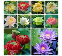 35 Loto Multicolor, Interior y Jardín, Mezcla de Tonos Variados y Brillo Luminoso para un Efecto Armonioso