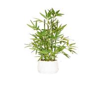 365 Blooming Decor - Planta de bambú sintético en Maceta Blanca de 18 Pulgadas de Alto, árbol de bambú Artificial de Lujo en Maceta Blanca para el hogar, Oficina, Cocina, encimera, decoración de