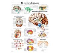 3B Scientific 1001913 VR3615L Póster Anatómico, el Cerebro Humano