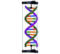 3B Scientific 1005300 DNA modelo de doble hélice, kit de estudiante