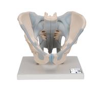 3B Scientific 1013281 Macho Pelvis Modelo + App de anatomía gratuita - 3B Smart Anatomy