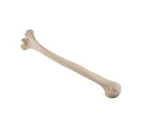 3B Scientific 1019609 - Orthobones estándar modelo Humerus Bone (izquierda)