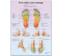3B Scientific 3B de pie para Scientific con caja redonda dorada y elementos de mayor kit para masaje de anatómica para la escala de heces