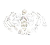3B Scientific A05/1 Esqueleto Completo, Desarticulado con Cráneo, 3 Piezas - 3B Smart Anatomy