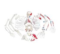 3B Scientific A05/2 Esqueleto con Descripción de Musculos Desarticulado + App de anatomía gratuita - 3B Smart Anatomy