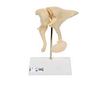 3B Scientific A100 Modelo de anatomía humana Huesecillos del Conducto Auditivo, Aumentado A 20 Veces Su + App de anatomía gratuita - 3B Smart Anatomy