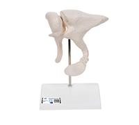 3B Scientific A101 Modelo de anatomía humana Huesecillos del Conducto Auditivo, Aumentado A 20 Veces Su + App de anatomía gratuita - 3B Smart Anatomy