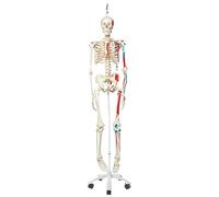 3B Scientific A11/1 Esqueleto Max A11/1 con Músculos y Colgado en Pie Metálico, 5 Ruedas - 3B Smart Anatomy, Soporte colgante
