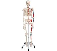 3B Scientific A11 Modelo Anatómico Humano - Esqueleto Max con Músculos Numerados de Tamaño Natural - Sobre Pie Metálico con 5 ruedas + Software de Anatomía 3B Smart Anatomy
