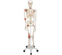 3B Scientific A12 Esqueleto con Tendones de las Articulaciones y Sobre Pie Metálico con 5 Ruedas - 3B Smart Anatomy, Soporte clasico