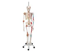 3B Scientific A13/1 Esqueleto, Versión de Lujo, Colgado de Pie Metálico de 5 Ruedas - 3B Smart Anatomy, Soporte colgante