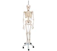 3B Scientific A15/3 Esqueleto Fisiológico Suspendido De Pie Metálico Con 5 Ruedas + App de anatomía gratuita - 3B Smart Anatomy