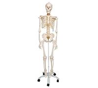3B Scientific A15 Modelo Anatómico Humano - Esqueleto Fred, Flexible Sobre Pie Metálico con 5 Ruedas + App de anatomía gratuita - 3B Smart Anatomy