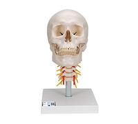 3B Scientific A20/1 Modelo Anatómico Humano - Cráneo Clásico Sobre Columna Cervical, 4 Partes + App de anatomía gratuita - 3B Smart Anatomy