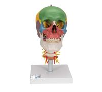 3B Scientific A20/2 Cráneo Clásico Didáctico con Columna Cervical, 4 Piezas - 3B Smart Anatomy