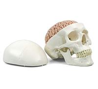 3B Scientific A20/9 Cráneo Clásico con Cerebro, 8 Piezas - 3B Smart Anatomy