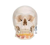 3B Scientific A22 Modelo Anatómico Humano - Modelo de Cráneo Humano Clásico con Mandibula Abierta, desmontable en 3 Piezas + App de anatomía gratuita - 3B Smart Anatomy