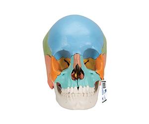 3B Scientific A291 Modelo de Anatomía Humana Cráneo, Kit Didáctico, 22 Partes