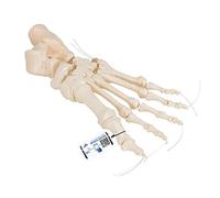 3B Scientific A30/2 Modelo de anatomía humana Esqueleto del Pie Ensartado En Forma Suelta En Nylon + App de anatomía gratuita - 3B Smart Anatomy