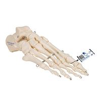 3B Scientific A30 Modelo de anatomía humana Esqueleto del Pie Articulado En Alambre + App de anatomía gratuita - 3B Smart Anatomy