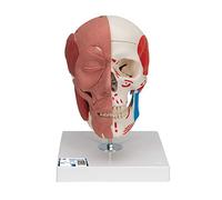 3B Scientific A300 Modelo Anatómico Humano - Modelo de Cráneo con Músculos Faciales con Conexiones Magnéticas + App de anatomía gratuita - 3B Smart Anatomy