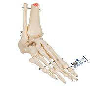 3B Scientific A31 Modelo Anatómico Humano - Esqueleto del Pie y Tobillo con Partes de Tibia y Fíbula + App de anatomía gratuita - 3B Smart Anatomy