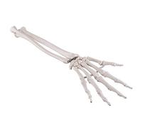 3B Scientific A40/3 Modelo de anatomía humana Esqueleto de la Mano Con Partes de Ulna y Radio, Ensartado + App de anatomía gratuita - 3B Smart Anatomy
